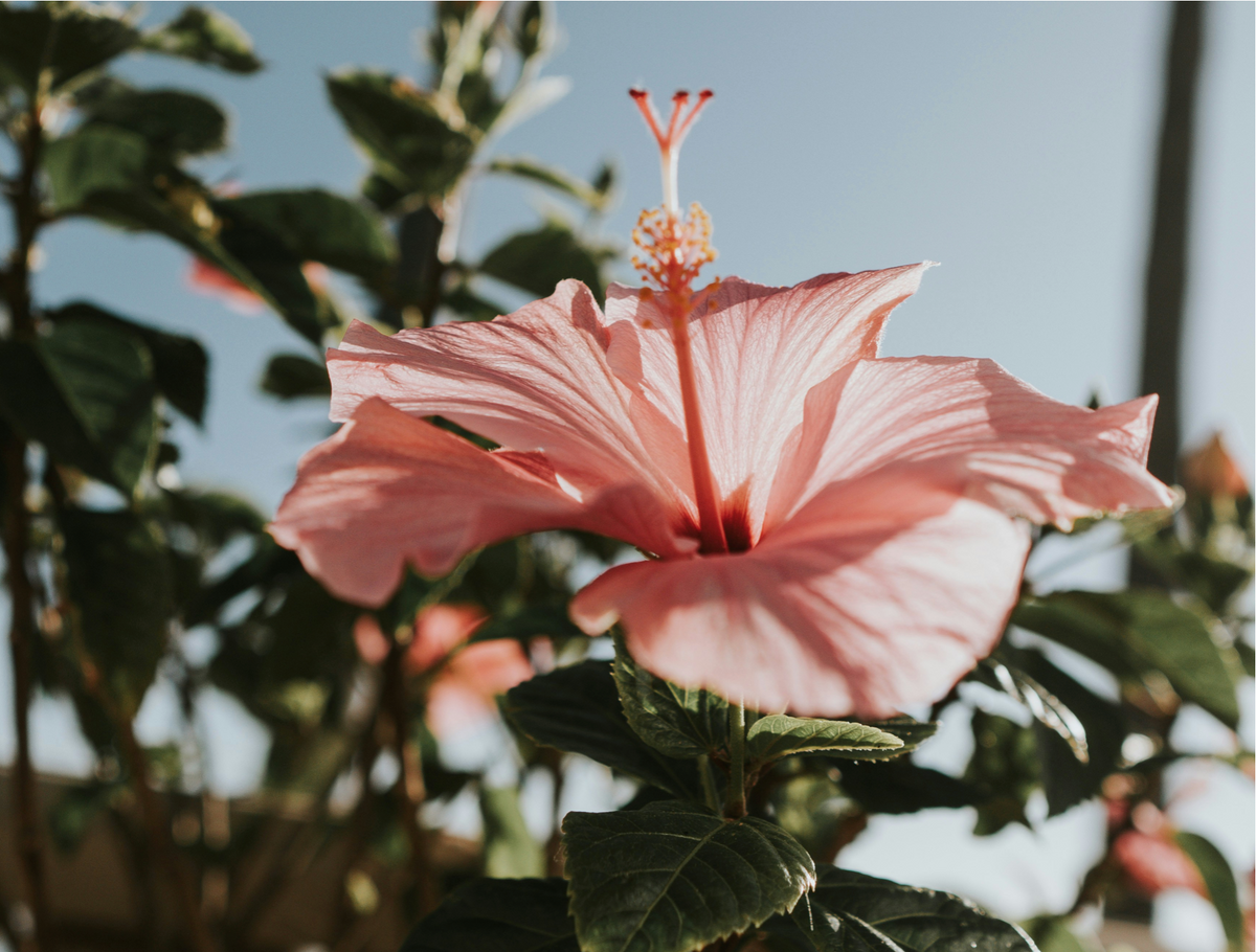 The Opening of a Flower.
