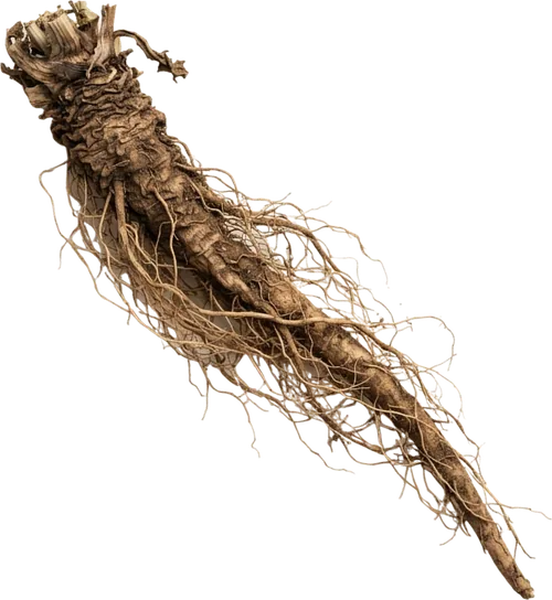 Dandelion root