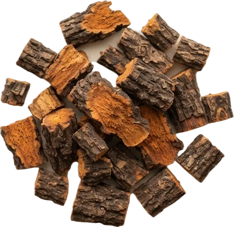 Yellow dock root